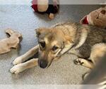 Small German Shepherd Dog