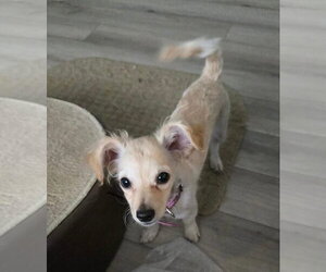Mutt Dogs for adoption in San Bernardino , CA, USA