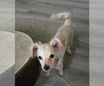 Small Mutt