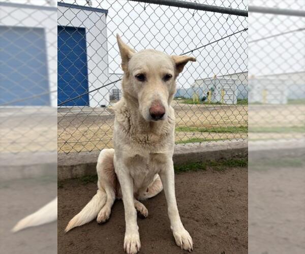 Medium Photo #1 Labrenees Puppy For Sale in Bakersfield, CA, USA