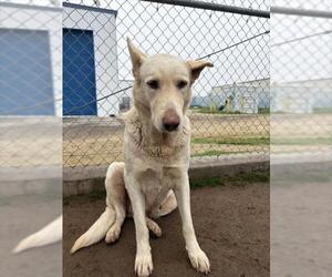 Labrenees Dogs for adoption in Bakersfield, CA, USA