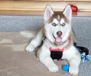 Siberian Husky Puppy for sale in BROOKVILLE, PA, USA