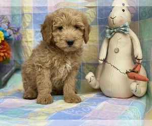 Goldendoodle (Miniature) Puppy for sale in LANCASTER, PA, USA