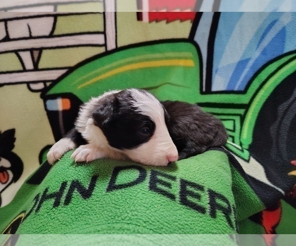 Medium Photo #298 Border Collie Puppy For Sale in NORBORNE, MO, USA