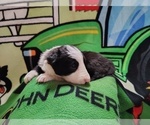 Small Photo #298 Border Collie Puppy For Sale in NORBORNE, MO, USA