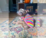 Small #8 American Staffordshire Terrier Mix