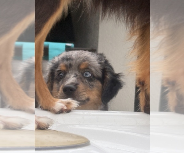 Medium Photo #7 Miniature Australian Shepherd Puppy For Sale in FORT MYERS, FL, USA