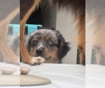 Small #6 Miniature Australian Shepherd
