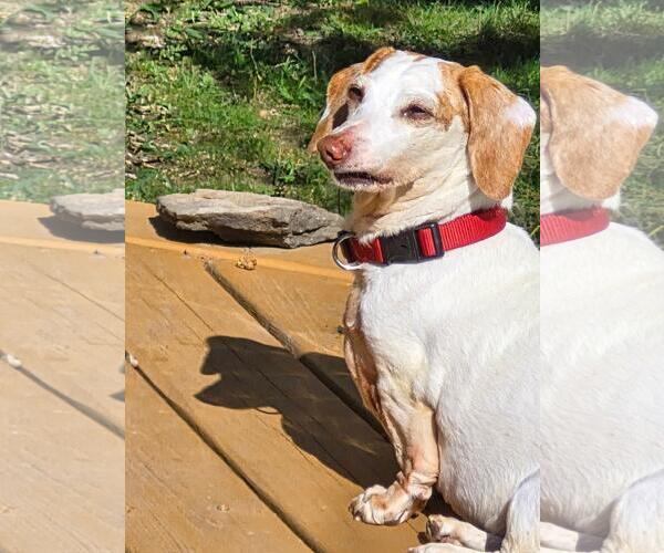 Medium Photo #2 Dachshund Puppy For Sale in Taunton, MA, USA