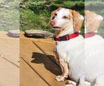 Small Photo #2 Dachshund Puppy For Sale in Taunton, MA, USA