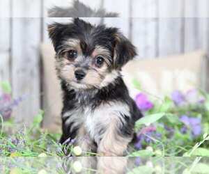 Yorkshire Terrier Puppy for sale in MOUNT VERNON, OH, USA