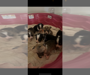 Pembroke Welsh Corgi Litter for sale in ABSECON, NJ, USA