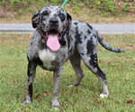 Small #1 Catahoula Leopard Dog Mix