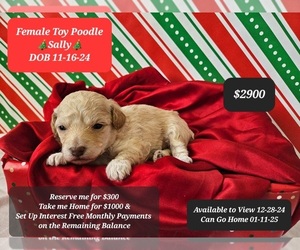 Poodle (Toy) Puppy for sale in TUCSON, AZ, USA