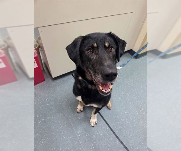 Medium Photo #2 Gerberian Shepsky Puppy For Sale in Fairbanks, AK, USA