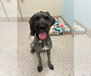 Saint Berdoodle Dogs for adoption in Brighton, CO, USA