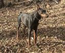 Small Photo #1 Doberman Pinscher Puppy For Sale in HAYESVILLE, NC, USA
