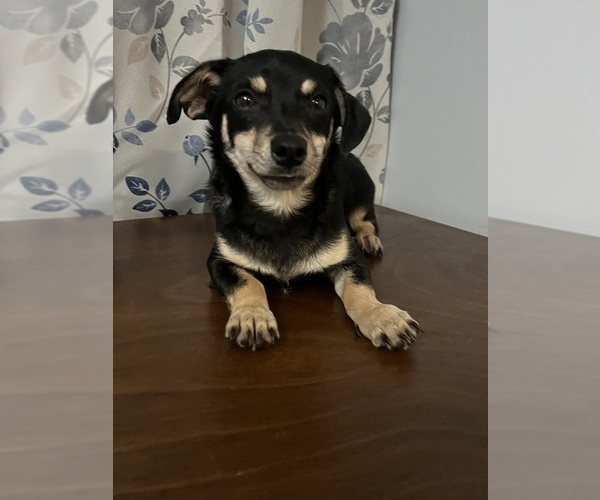 Medium Photo #41 Chihuahua Puppy For Sale in DURHAM, CT, USA