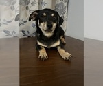 Small #40 Chihuahua