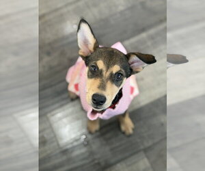 Scout - Female Mutt Dog for Adoption - Photo #4