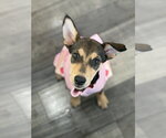 Small #3 Mutt
