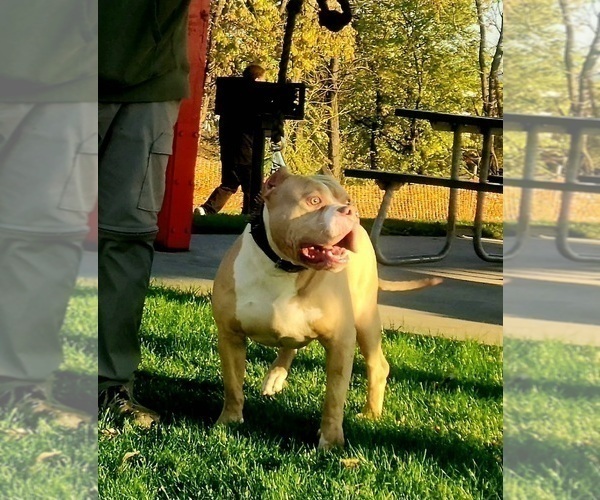 Medium Photo #1 American Bully Puppy For Sale in WEST YORK, PA, USA