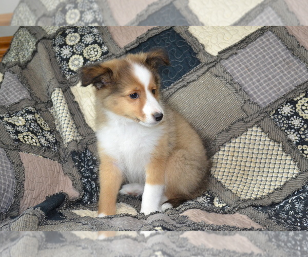 Medium Photo #21 Shetland Sheepdog Puppy For Sale in GREENWOOD, WI, USA