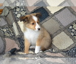 Small #3 Shetland Sheepdog