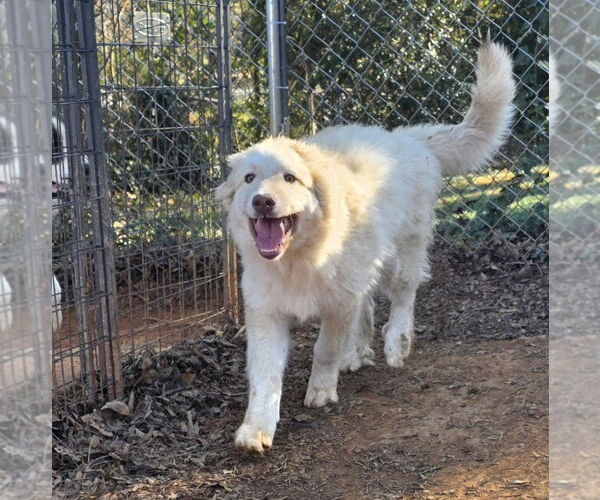 Medium Photo #5 Great Pyrenees-Unknown Mix Puppy For Sale in Thomasville, NC, USA