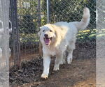 Small #4 Great Pyrenees Mix