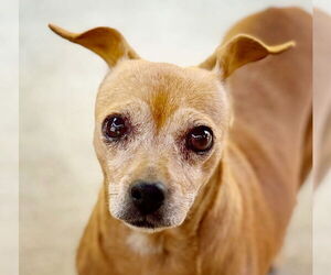 Chihuahua-Unknown Mix Dogs for adoption in Pittsburg, CA, USA