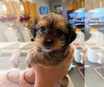 Small Photo #10 Shorkie Tzu Puppy For Sale in VAN NUYS, CA, USA