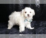 Small #3 Maltese