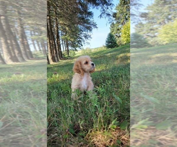 Medium Photo #1 Cocker Spaniel Puppy For Sale in WITHEE, WI, USA