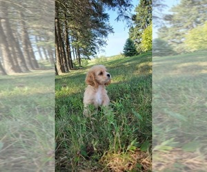 Cocker Spaniel Puppy for sale in WITHEE, WI, USA