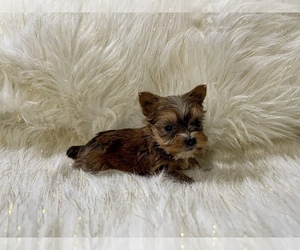 Yorkshire Terrier Puppy for sale in HAYWARD, CA, USA