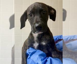 American Water Spaniel-Unknown Mix Dogs for adoption in San Antonio, TX, USA