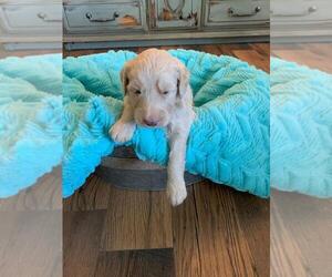 Aussiedoodle-Poodle (Standard) Mix Puppy for sale in CLIMAX, NC, USA
