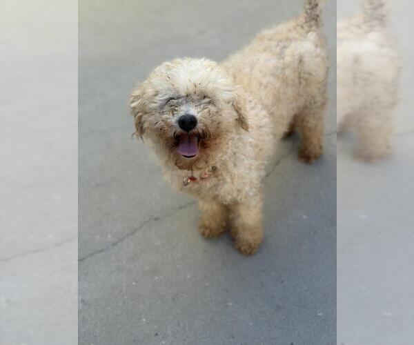 Medium Photo #1 Poodle (Toy) Puppy For Sale in Santa Maria, CA, USA