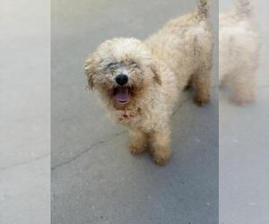 Poodle (Toy) Dogs for adoption in Santa Maria, CA, USA