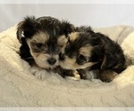 Small Photo #1 Morkie Puppy For Sale in CORNERSVILLE, TN, USA