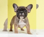 Small Photo #1 French Bulldog Puppy For Sale in NAPPANEE, IN, USA