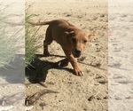 Small Photo #8 Rhodesian Ridgeback Puppy For Sale in MORONGO VALLEY, CA, USA