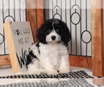 Small Photo #1 Cavachon Puppy For Sale in NAPLES, FL, USA
