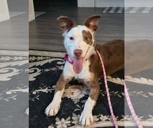 Australian Shepherd-Unknown Mix Dogs for adoption in Woodbury, NY, USA
