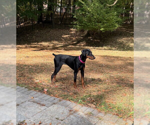 Medium Photo #2 Doberman Pinscher Puppy For Sale in Aurora, OH, USA