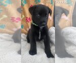 Small Photo #1 Labrador Retriever-Unknown Mix Puppy For Sale in FRAMINGHAM, MA, USA