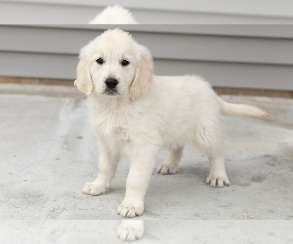 Medium Photo #2 English Cream Golden Retriever Puppy For Sale in WOLCOTTVILLE, IN, USA