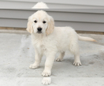 Small #1 English Cream Golden Retriever