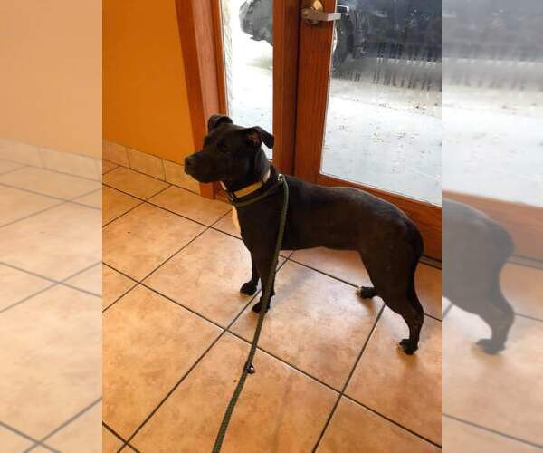 Medium Photo #18 Mutt Puppy For Sale in Orange Grove, TX, USA